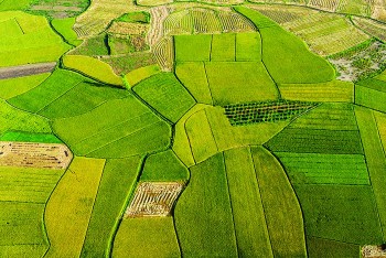 Thu hút doanh nghiệp FDI tham gia vào chuỗi phát triển nông nghiệp hữu cơ