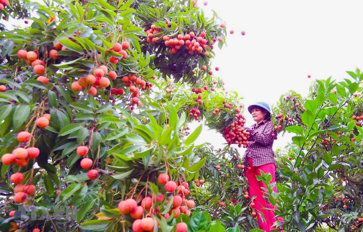 Vì sao người sản xuất khó đạt chứng nhận hữu cơ?
