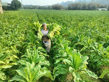 Cao Bằng: Nông dân Hoà An làm giàu từ cây thuốc lá
