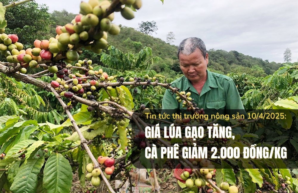 Tin tức thị trường nông sản 10/4/2025: Giá lúa gạo tăng, cà phê giảm 2.000 đồng/kg