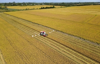 'Gạo phát thải thấp' trở thành điều kiện tiên quyết để chinh phục các thị trường khó tính