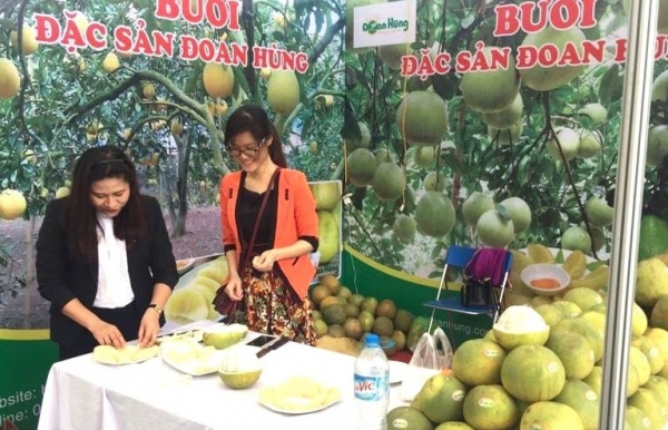 Bưởi Đoan Hùng, đặc sản nổi tiếng của vùng đất trung du