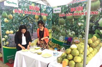 Bưởi Đoan Hùng, đặc sản nổi tiếng của vùng đất trung du
