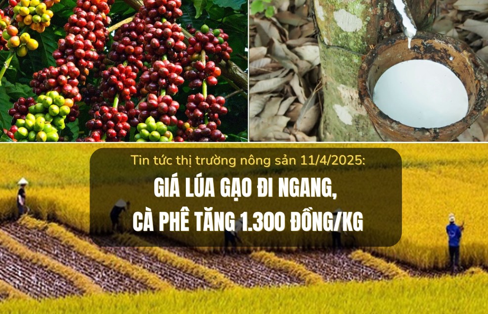 Tin tức thị trường nông sản 11/4/2025: Giá lúa gạo đi ngang, cà phê tăng 1.300 đồng/kg