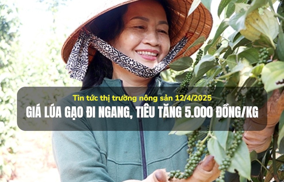 Tin tức thị trường nông sản 12/4/2025: Giá lúa gạo đi ngang, tiêu tăng 5.000 đồng/kg