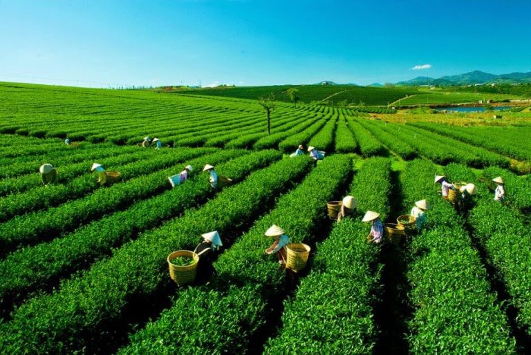 Thái Nguyên dự kiến cấp mã số vùng trồng cho 3.000ha cây trồng