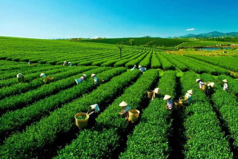 Thái Nguyên dự kiến cấp mã số vùng trồng cho 3.000ha cây trồng