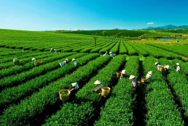 Thái Nguyên dự kiến cấp mã số vùng trồng cho 3.000ha cây trồng