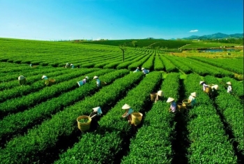 Sản lượng chè búp tươi tại Thái Nguyên vượt kế hoạch