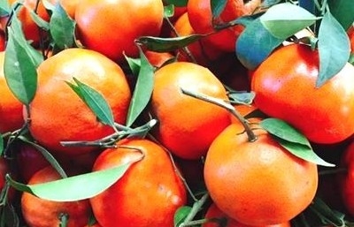 Cam Canh, một loại trái cây đặc sản xứ Đoài