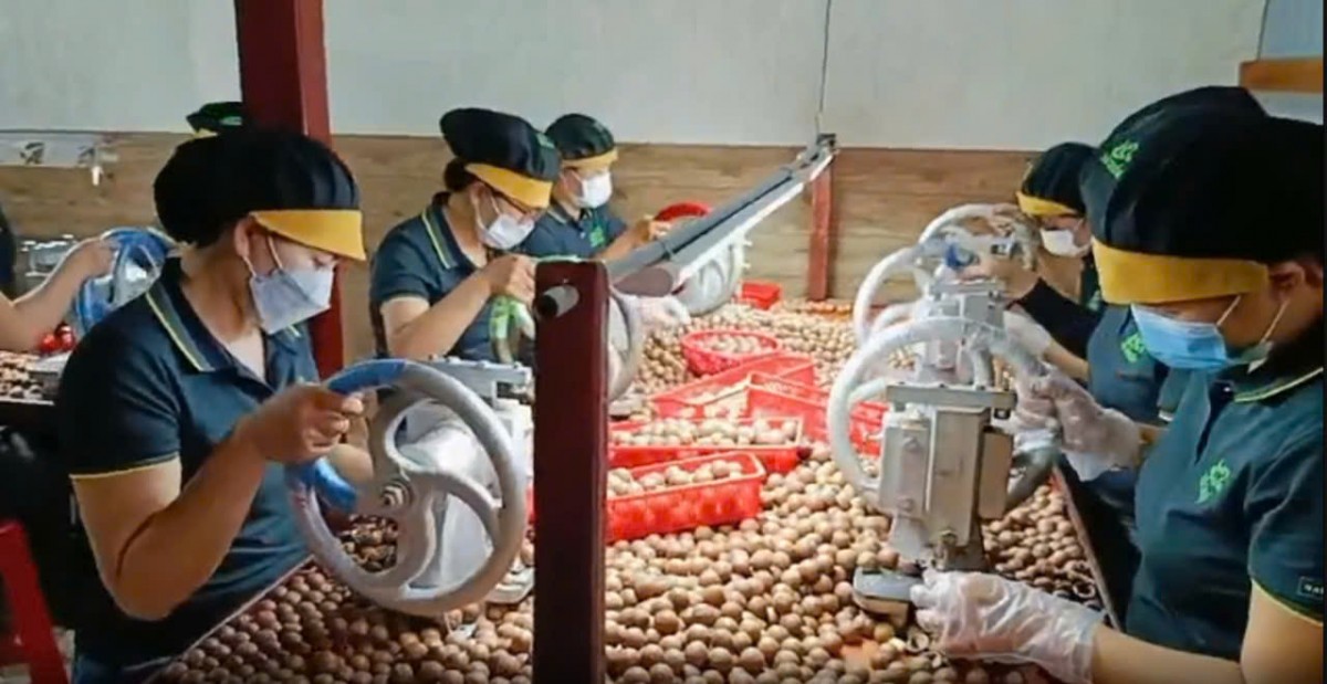 Công ty Cổ phần sản xuất nông sản Hà Chuẩn: Gắn kết sản xuất với trách nhiệm xã hội