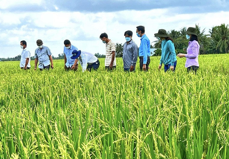 Tiền Giang đưa hơn 20 nghìn hecta vào vùng quy hoạch trồng lúa chất lượng cao phát thải thấp
