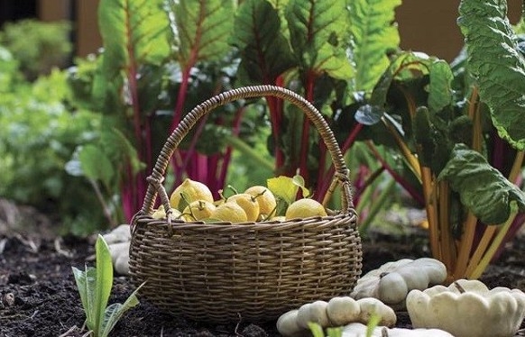 Duy trì tiêu chuẩn hữu cơ: Hành trình không ngừng nghỉ