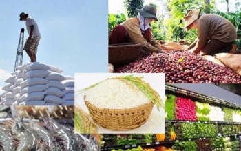 Trung Quốc mở rộng nhập khẩu nông sản Việt Nam: Cơ hội và thách thức