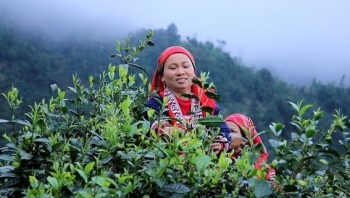 Sản phẩm hữu cơ Việt Nam trên bản đồ xuất khẩu: Cơ hội vươn xa từ giá trị bản địa