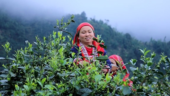 Sản phẩm hữu cơ Việt Nam trên bản đồ xuất khẩu: Cơ hội vươn xa từ giá trị bản địa