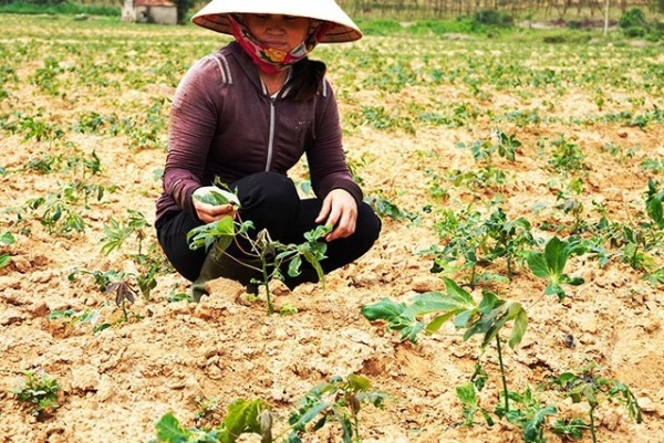 Quảng Bình hơn 1.300 ha sắn bị nhiễm bệnh khảm lá sắn