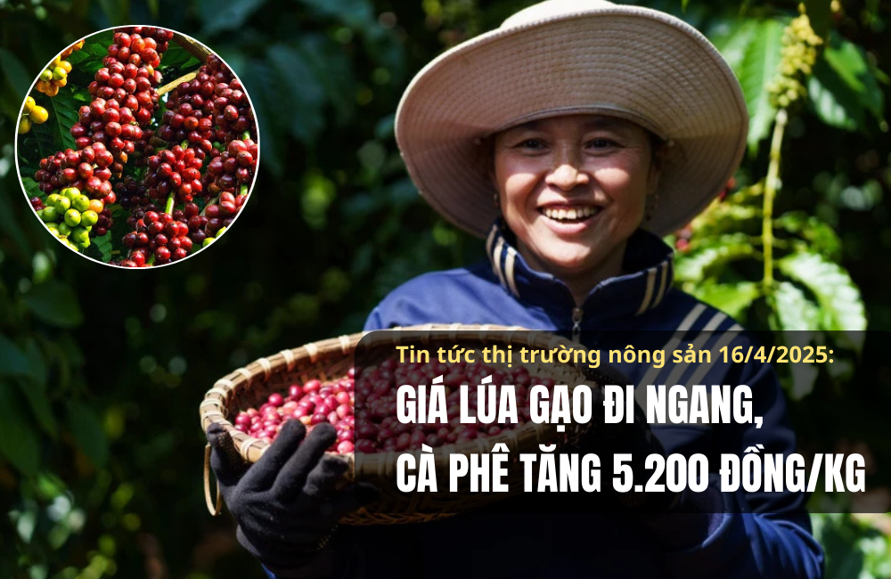 Tin tức thị trường nông sản 16/4/2025: Giá lúa gạo đi ngang, cà phê tăng 5.200 đồng/kg