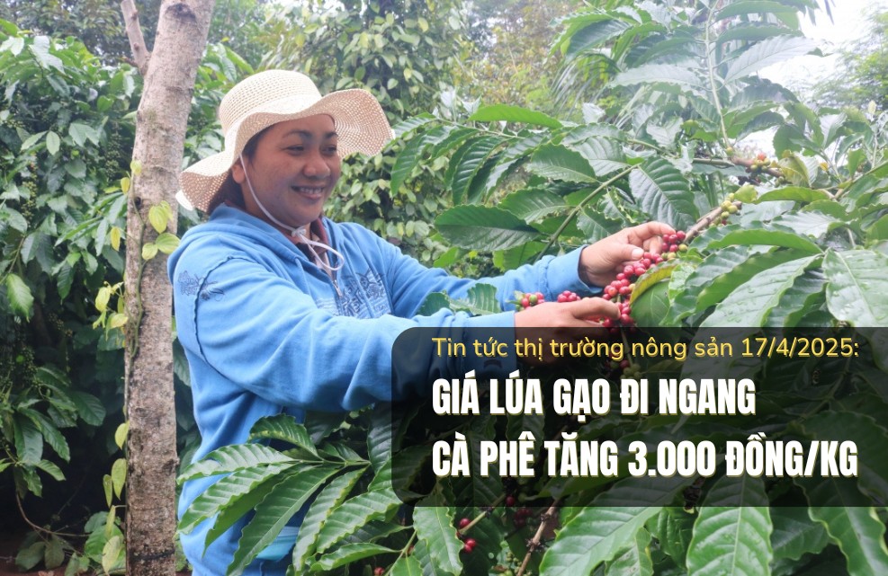 Tin tức thị trường nông sản 17/4/2025: Giá lúa gạo đi ngang, cà phê tăng 3.000 đồng/kg