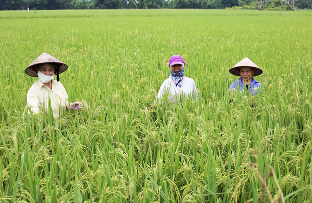 Đâu là nguyên nhân khiến nông dân chưa thực sự mặn mà với nông nghiệp hữu cơ?