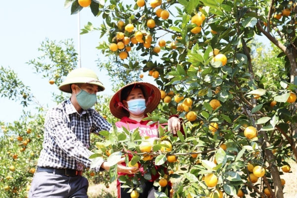 Quảng Ninh: Các nguồn gen quý đang đóng góp vào sự phát triển của ngành nông nghiệp địa phương