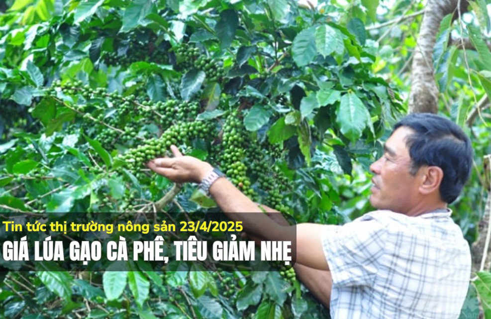 Tin tức thị trường nông sản 23/4/2025: Giá lúa gạo cà phê, tiêu giảm nhẹ