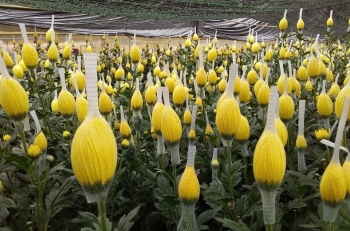 lam dong ho tro nong dan tim dau ra on dinh cho san pham hoa cuc