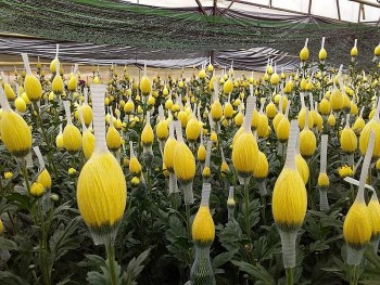 Lâm Đồng: Hỗ trợ nông dân tìm đầu ra ổn định cho sản phẩm hoa cúc