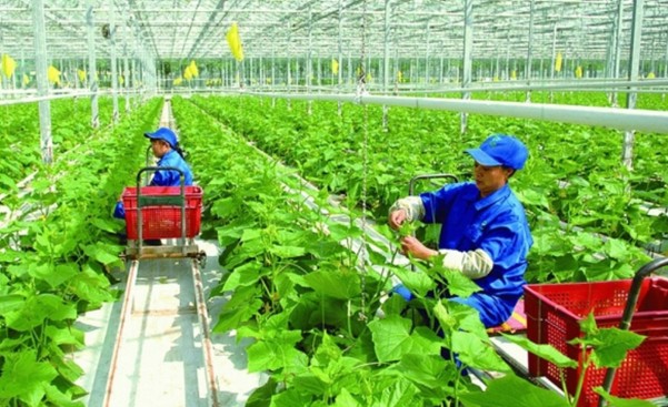 Giải pháp đột phá cho nền nông nghiệp Việt Nam: Hiện đại hóa, bền vững và vươn tầm thế giới