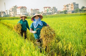 Nông, lâm nghiệp và thủy sản được ưu tiên vay vốn 