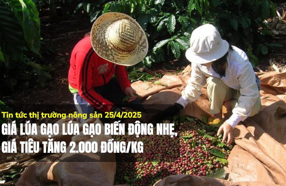 Tin tức thị trường nông sản 25/4/2025: Giá lúa gạo biến động nhẹ, tiêu tăng 2.000 đồng/kg