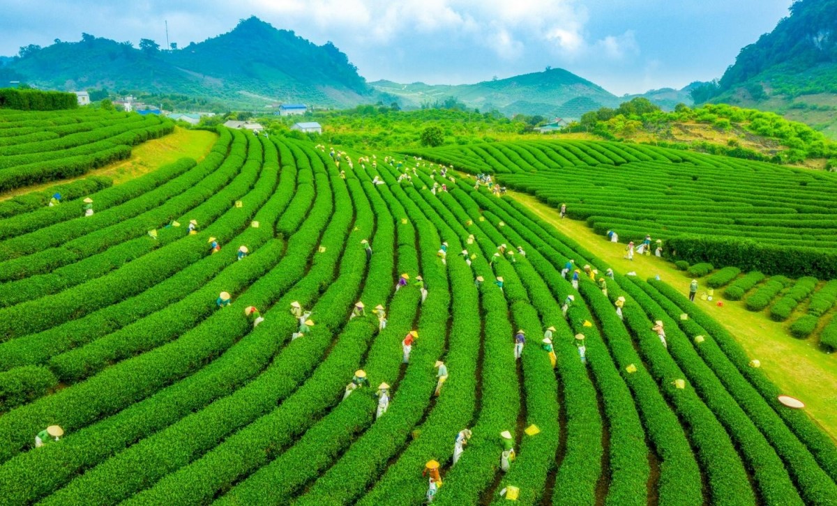 Cam kết trung hòa các-bon năm 2050 và phát huy tinh thần "3 sẵn sàng"