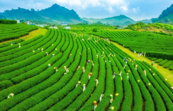 Cam kết trung hòa các-bon năm 2050 và phát huy tinh thần "3 sẵn sàng"