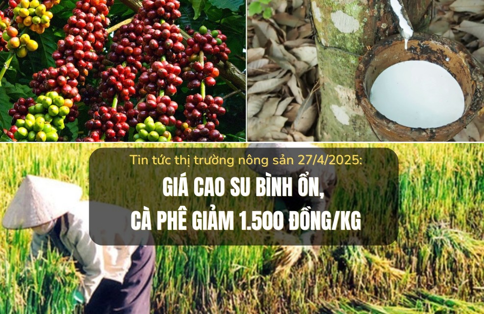 Tin tức thị trường nông sản 27/4/2025: Giá cao su ổn định, cà phê giảm 1.500 đồng/kg