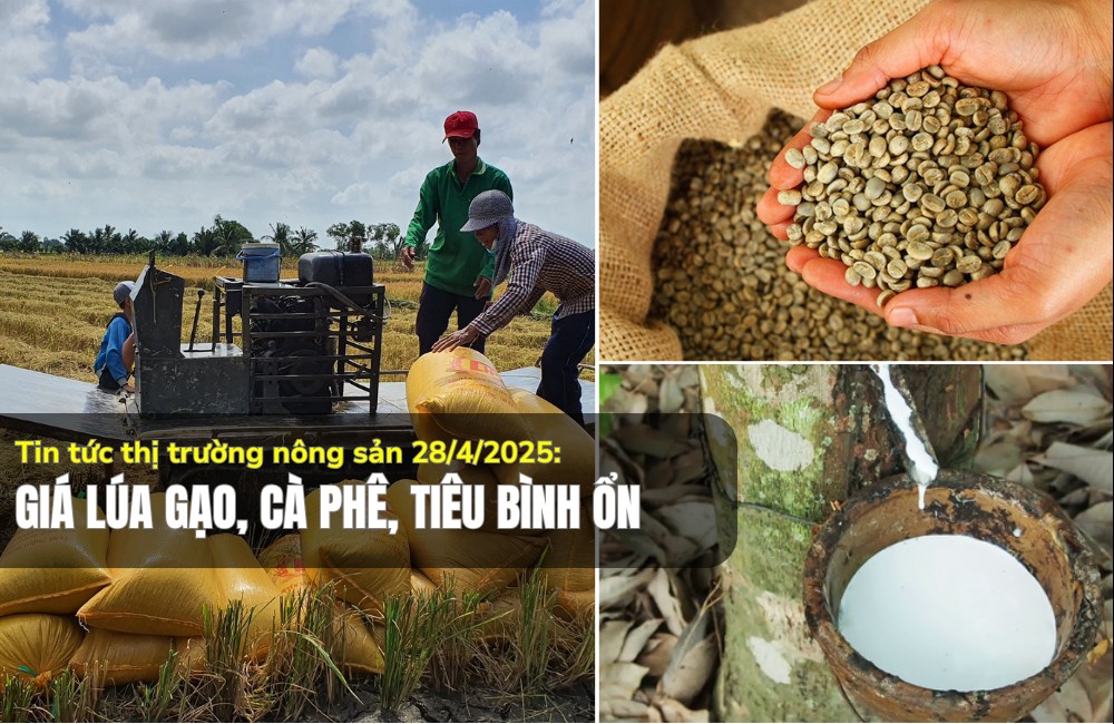 Tin tức thị trường nông sản 28/4/2025: Giá lúa gạo, cà phê, tiêu bình ổn