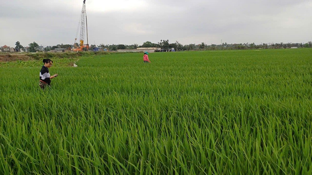 Hà Nội: Ban hành kế hoạch cấp mã số vùng trồng, thúc đẩy nông nghiệp bền vững
