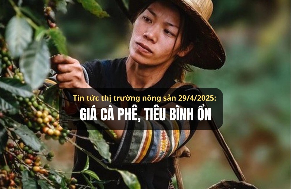 Tin tức thị trường nông sản 29/4/2025: Giá cà phê, tiêu bình ổn