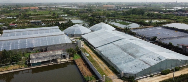 Nuôi tôm công nghệ cao: Hướng đi bền vững cho người nông dân