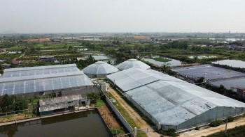 Nuôi tôm công nghệ cao: Hướng đi bền vững cho người nông dân
