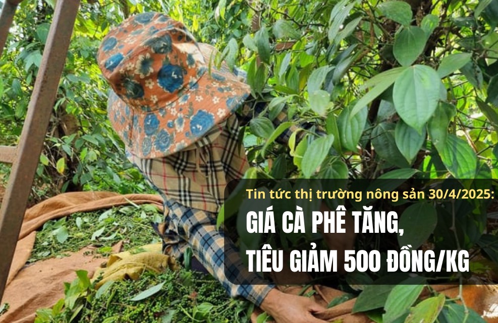 Tin tức thị trường nông sản 30/4/2025: Giá cà phê tăng, tiêu giảm 500 đồng/kg