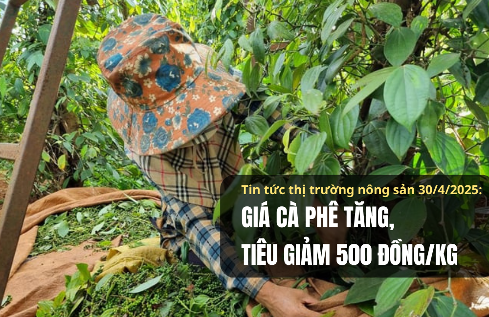 Tin tức thị trường nông sản 30/4/2025: Giá cà phê tăng, tiêu giảm 500 đồng/kg