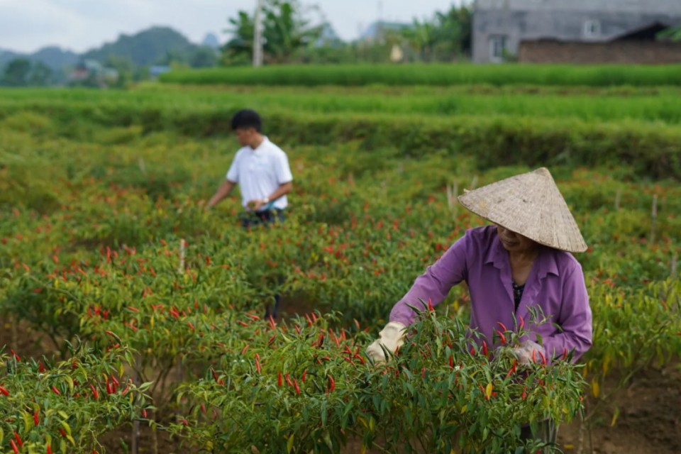 Trồng ớt xuất khẩu mở ra cơ hội cho nông dân làm giàu