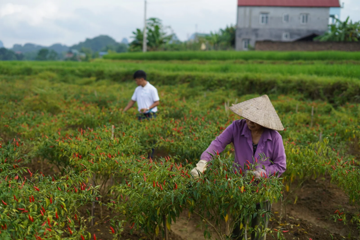 Trồng ớt xuất khẩu mở ra cơ hội cho nông dân làm giàu