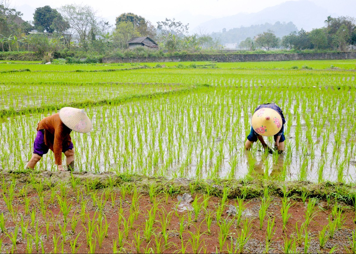 Nam Định: Chủ động phòng, trừ sâu bệnh bảo vệ lúa xuân