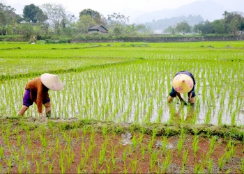 Nam Định: Chủ động phòng, trừ sâu bệnh bảo vệ lúa xuân