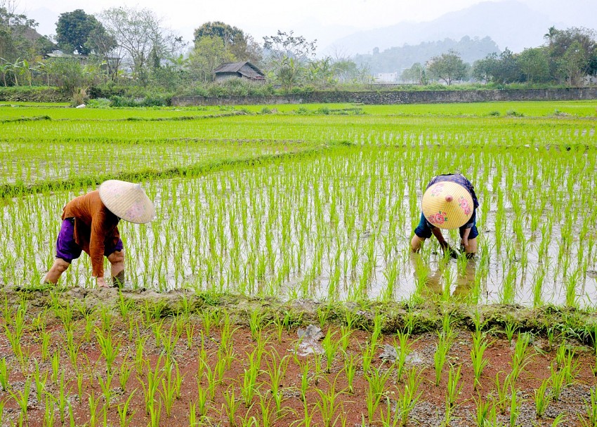 Nam Định: Chủ động phòng, trừ sâu bệnh bảo vệ lúa xuân