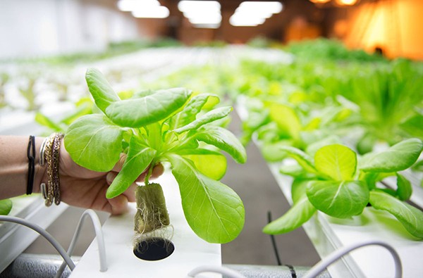 Nông dân công nghệ và nông trại xếp tầng - Hướng đi tất yếu cho nền nông nghiệp hiện đại