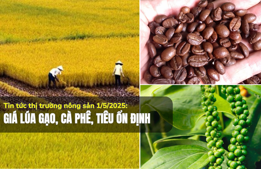 Tin tức thị trường nông sản 01/5/2025: Giá lúa gạo, cà phê, tiêu ổn định