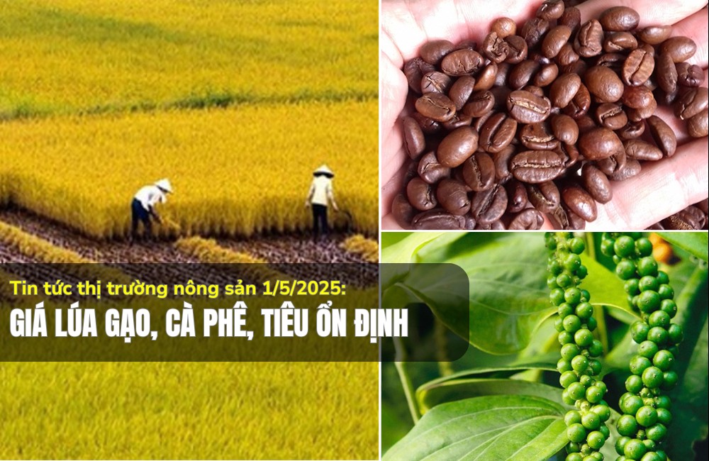 Tin tức thị trường nông sản 01/5/2025: Giá lúa gạo, cà phê, tiêu ổn định