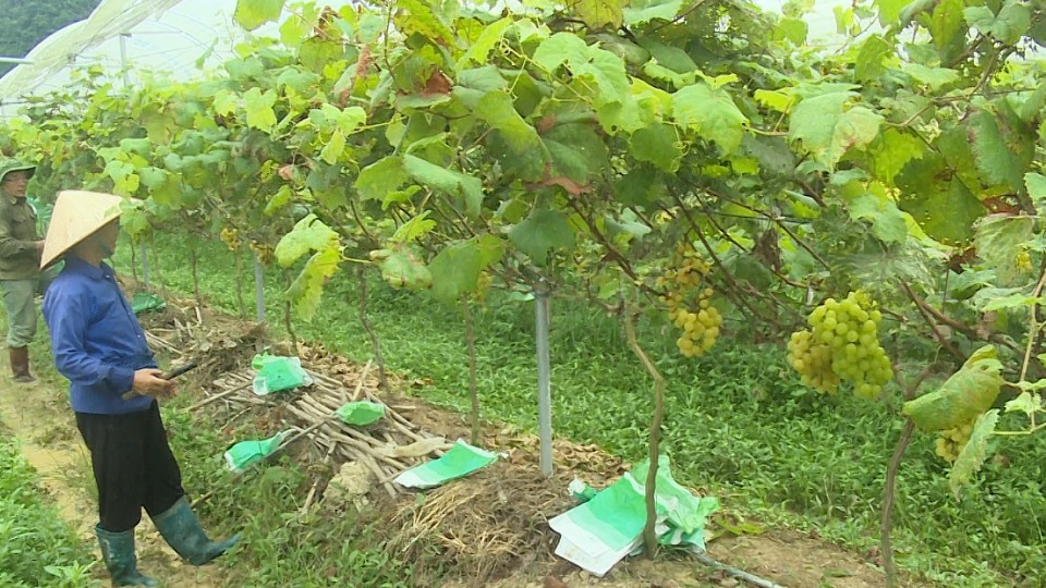 Người đánh thức tiềm năng phát triển cây nho ngọt